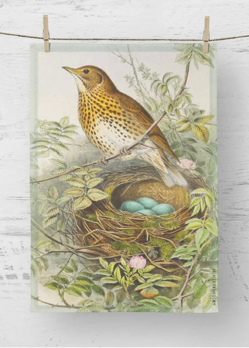 Tea Towel - Thrush