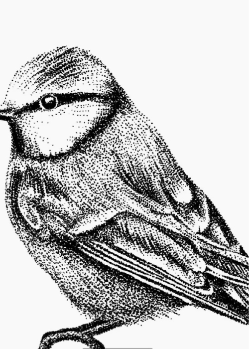 Wall Hook/Peg - Blue Tit (Black And White)