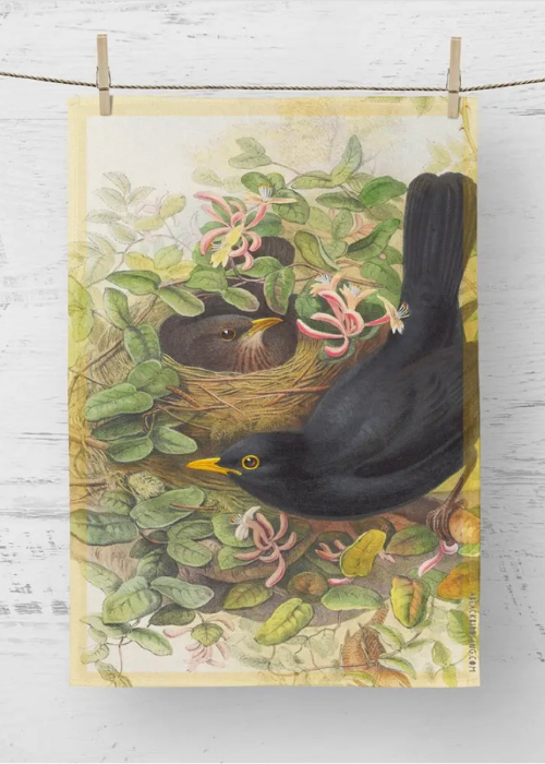 Tea Towel - Blackbird
