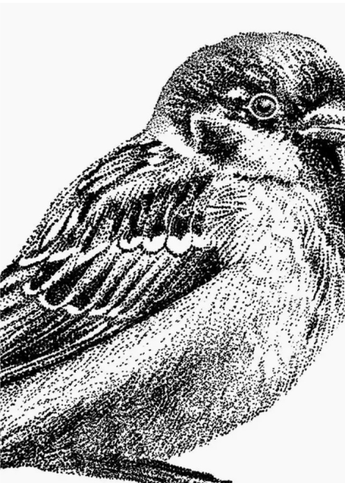 Wall Hook/Plug - Sparrow (Black And White)